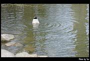 bird27