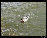 bird28