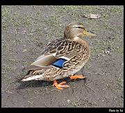 bird30