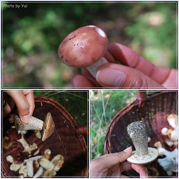 Plockar_svamp05.jpg - มากับผู้รู้อย่างเจ้ย แถมพกคัมภีร์เห็ดมาด้วยอีก