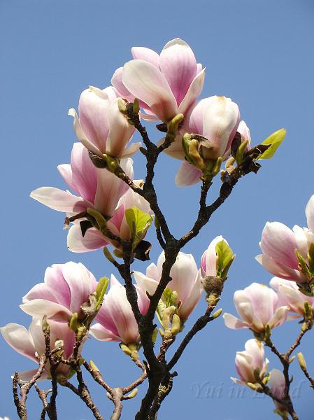 Botan28042008_10.jpg - ดอกแมกโนเลีย โดนใจยุ้ยสุดๆ