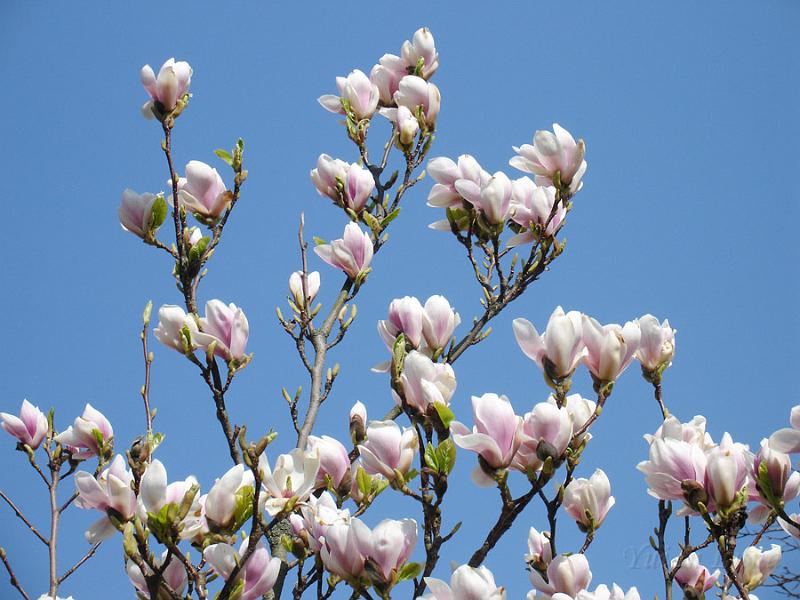 Botan28042008_11.jpg - งามระฟ้า