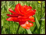 Botan28042008_05