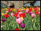 Botan28042008_06