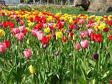Botan28042008_09