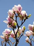 Botan28042008_10