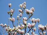 Botan28042008_11