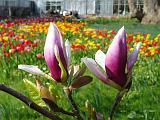 Botan28042008_13
