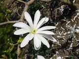 Botan28042008_24