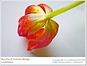 BeautyOfSpring01