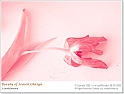 BeautyOfSpring02