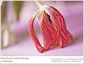 BeautyOfSpring03