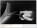 BeautyOfSpring04
