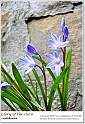 BeautyOfSpring05