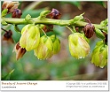 BeautyOfSpring06