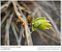 BeautyOfSpring08