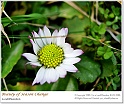 BeautyOfSpring10