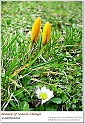 BeautyOfSpring11