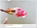 BeautyOfSpring13