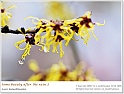 BeautyOfSpring14