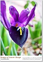 BeautyOfSpring15