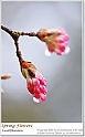 BeautyOfSpring16