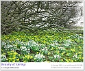 BeautyOfSpring17