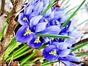BeautyOfSpring18