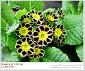 BeautyOfSpring20