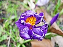 BeautyOfSpring21