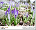 crocus00
