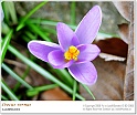 crocus01