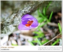 crocus02