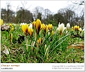 crocus04