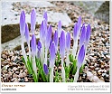 crocus05