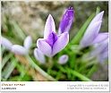 crocus06