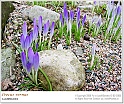 crocus07