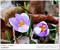 crocus08