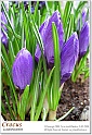 crocus10