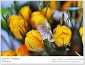 crocus11