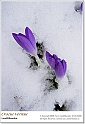 crocus12