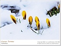 crocus13