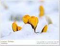 crocus15