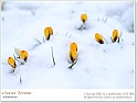 crocus16