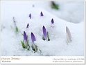 crocus17
