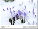 crocus18