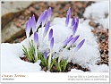 crocus19