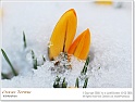 crocus20