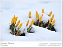 crocus21