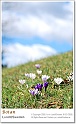 crocus23